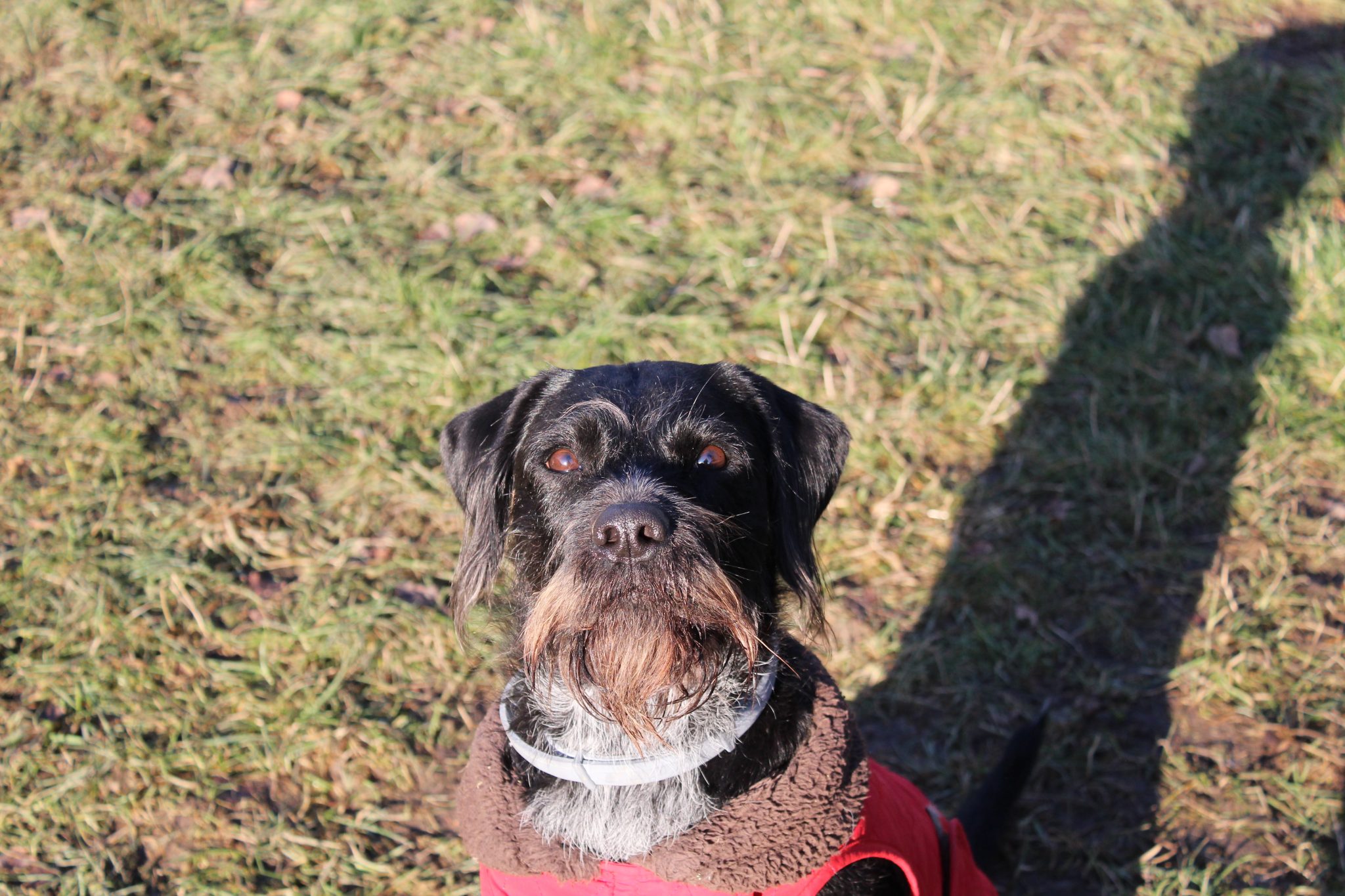 Roxy, Deutschdrahthaar-Mischling – Tierheim Oellschütz