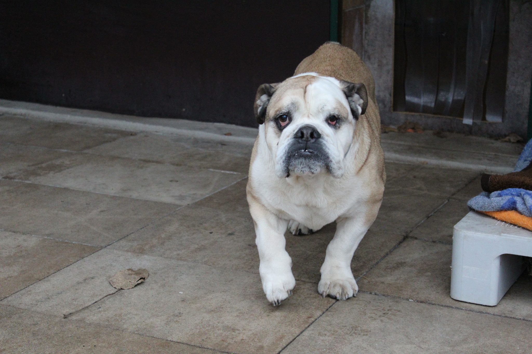 Duke, Old Englishe Bulldogge – Tierheim Oellschütz