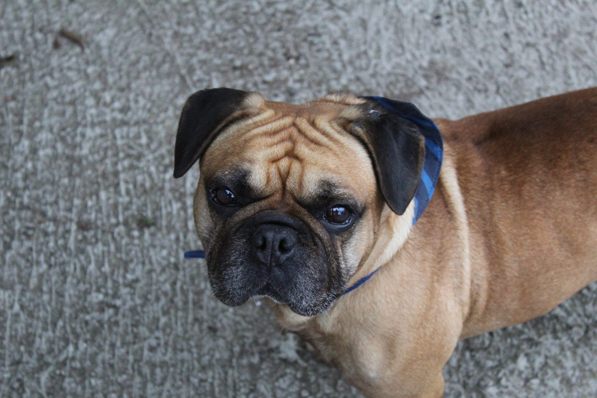 Carlos, Französischer Bulldogen-Mix – Tierheim Oellschütz
