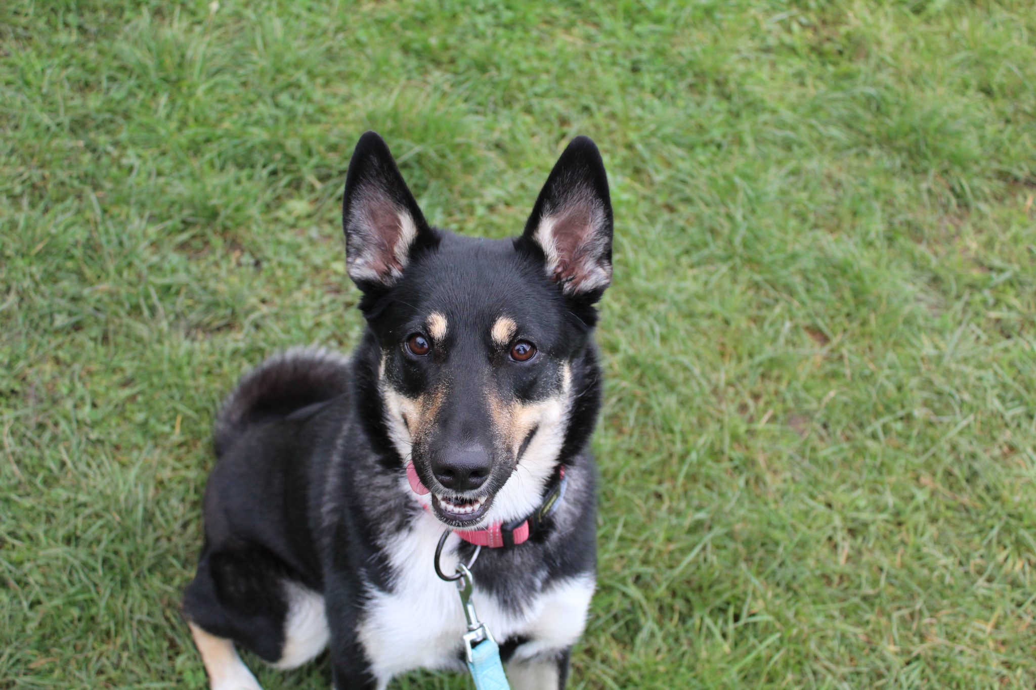 Amy, Ostsibirischer Laika – Tierheim Oellschütz